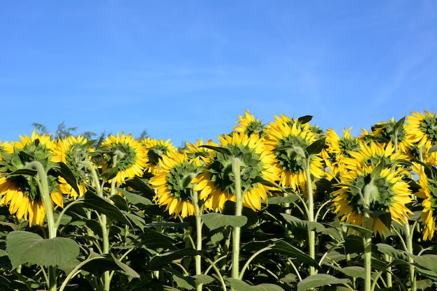 champ avec des tournesols tournant la tête, gros plan