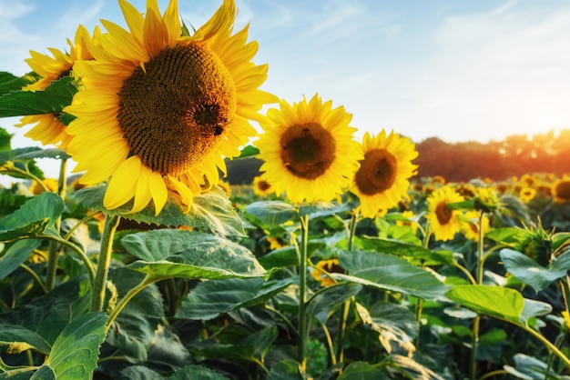 Champ de tournesols