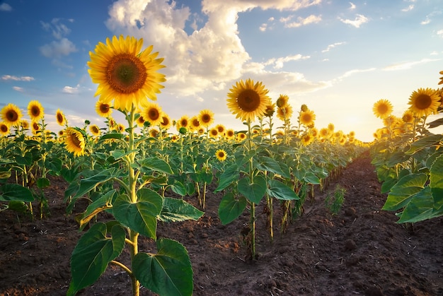 Champ de tournesols