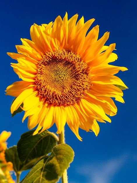 Champ de tournesols