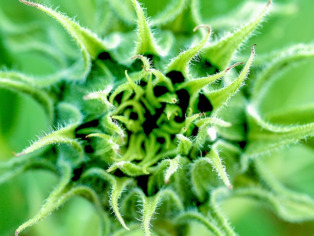 Champ de tournesols