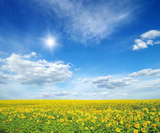 Champ de tournesols