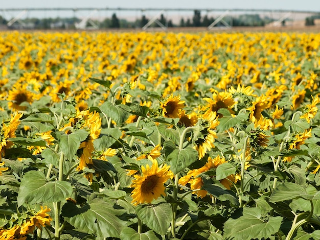 Champ de tournesols