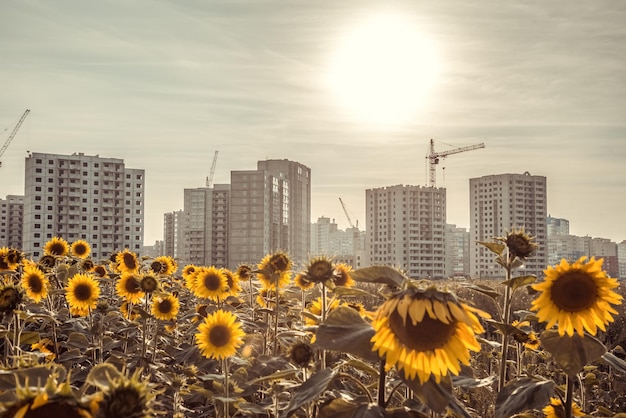 Champ de tournesols