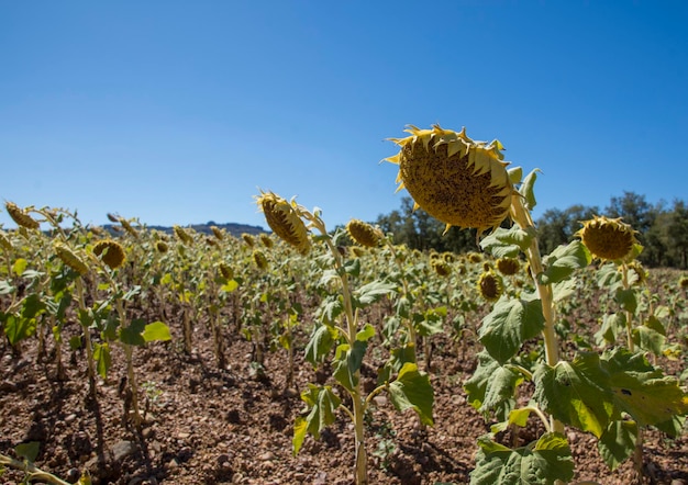 champ de tournesols