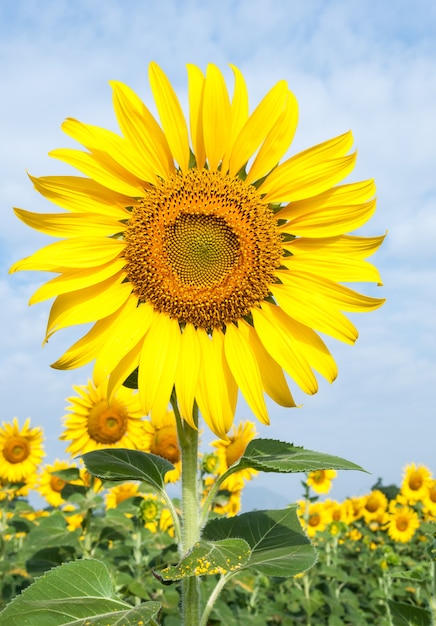 Champ de tournesols