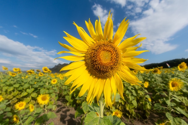 Champ de tournesols