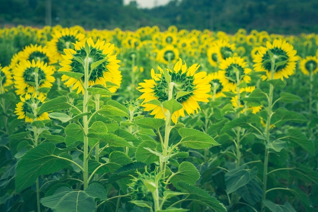 Champ de tournesols