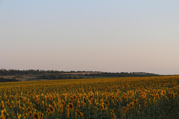 Un champ de tournesols