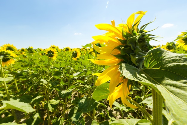 Champ de tournesols