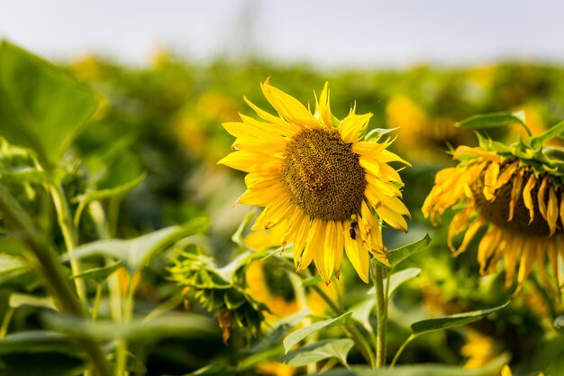 Champ de tournesolschamp de tournesols en fleurs sur fond coucher de soleilpaysage d'étéTournesols jaune vif et soleilGros plan de tournesol contre un champ