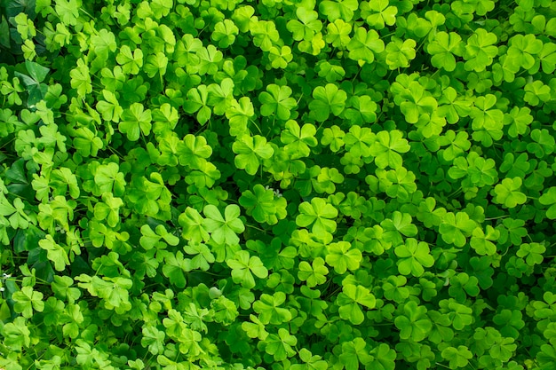 Champ de trèfle dans la vue de dessus du jardin