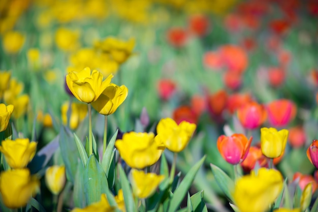 Champ de tulipe