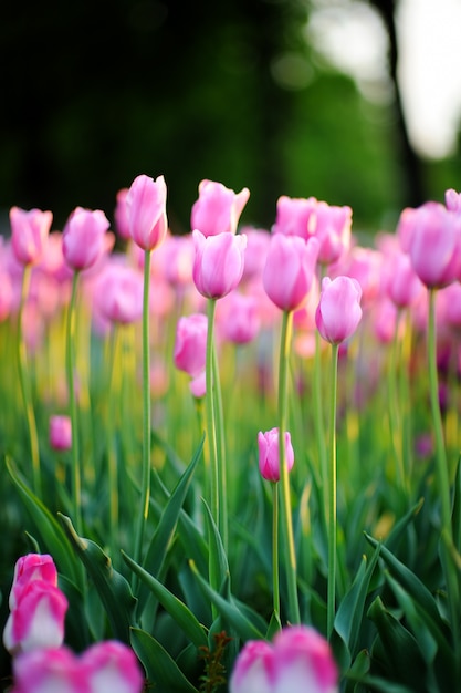 Champ de tulipes au coucher du soleil