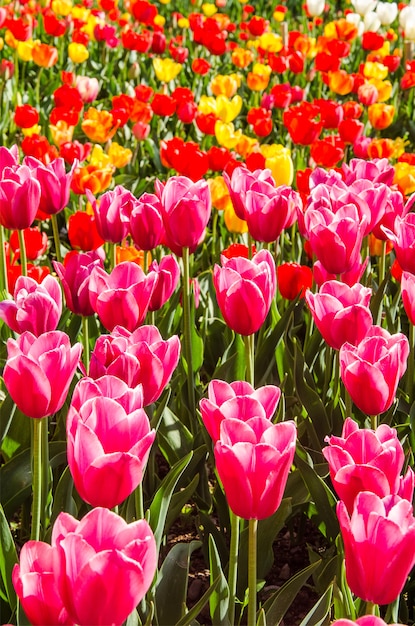 Champ de tulipes aux Pays-Bas