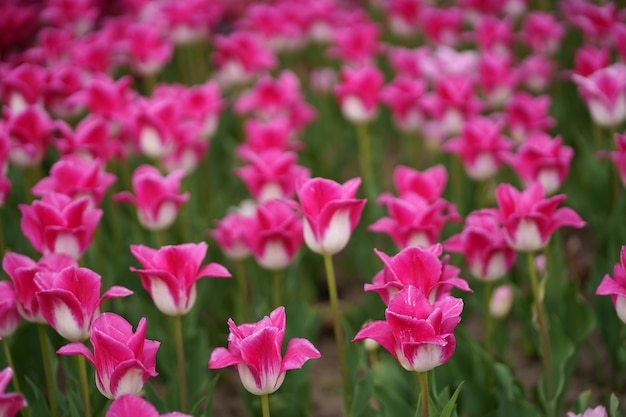Champ de tulipes. Belle tulipe parmi les tulipes. Tulipes roses avec gros plan à rayures blanches. Faire pousser des fleurs au printemps.