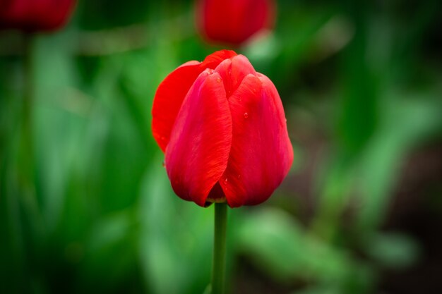 Champ de tulipes belles rouges au printemps avec la lumière du soleil