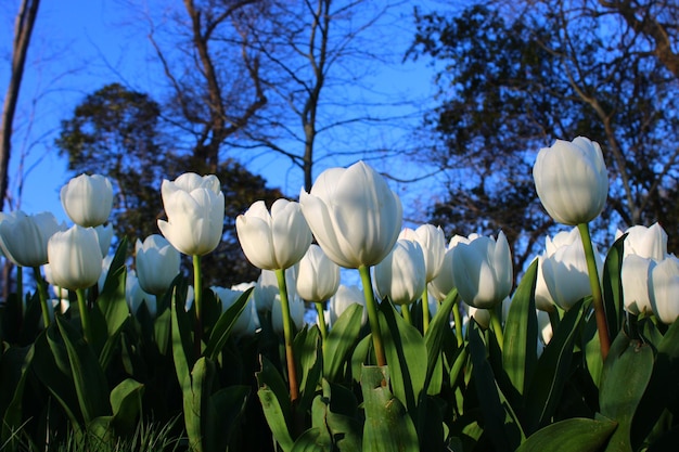 Un champ de tulipes blanches avec le ciel en arrière-plan.