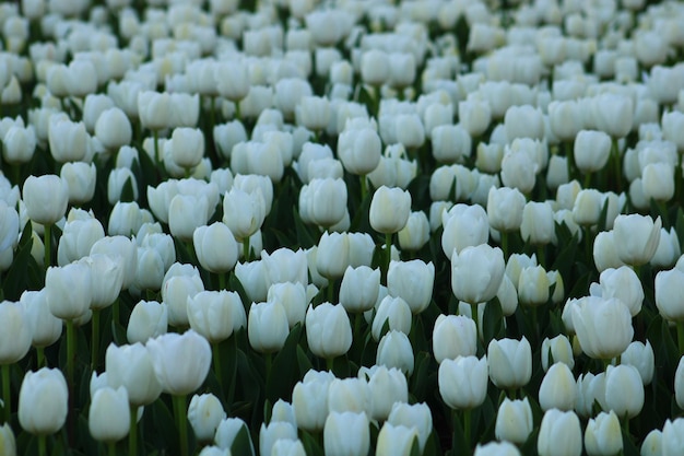 Un champ de tulipes blanches avec le mot tulipes en haut.