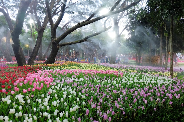 champ de tulipes, champ de tulipes multicolores