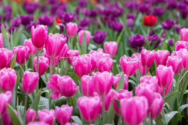 Photo champ de tulipes colorées en fleurs au printemps