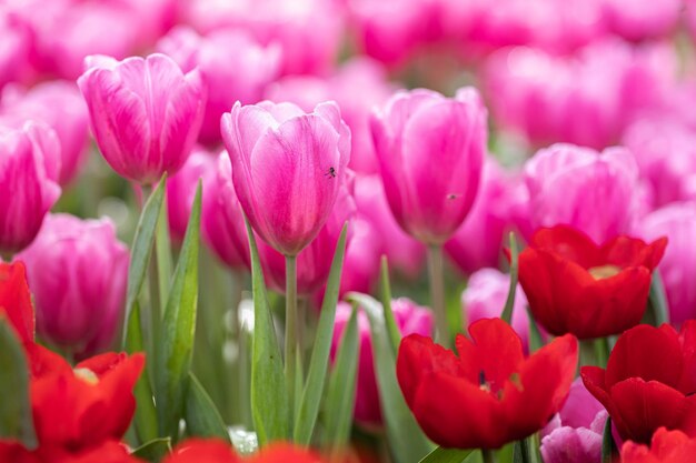 Champ de tulipes colorées en fleurs