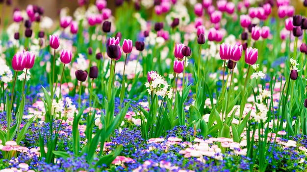 Champ de tulipes colorées en fleurs