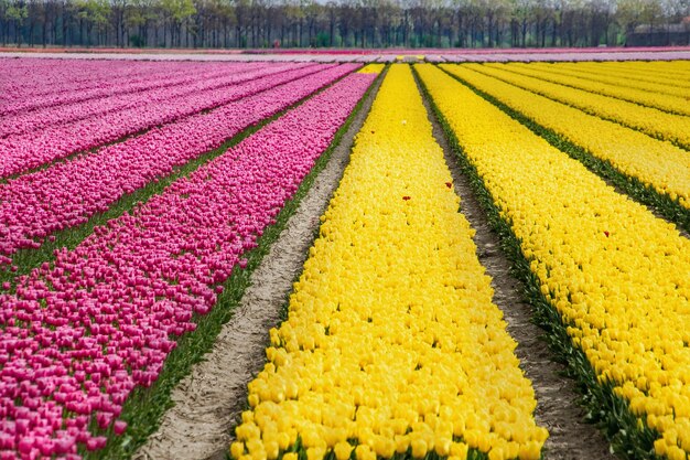 Photo champ de tulipes en fleurs aux pays-bas paysage typiquement néerlandais fleurs de printemps colorées