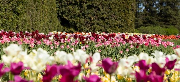 champ de tulipes en fleurs sur fond d'arborvitae séculaire.