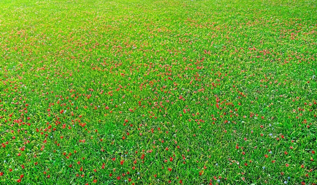 Champ de tulipes de fleurs sauvages vier d'en haut fond abstrait naturel