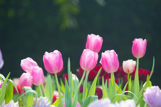 Un champ de tulipes sur fond vert