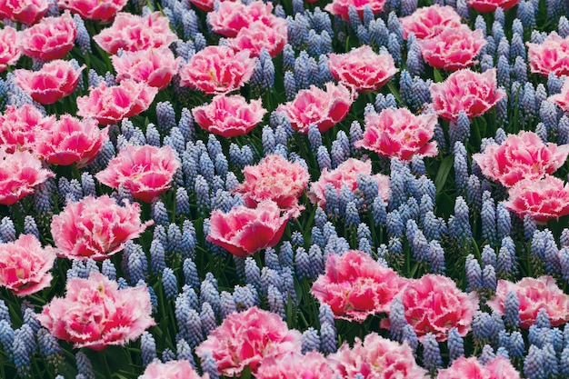 Champ de tulipes et de jacinthe de Muscari aux Pays-Bas