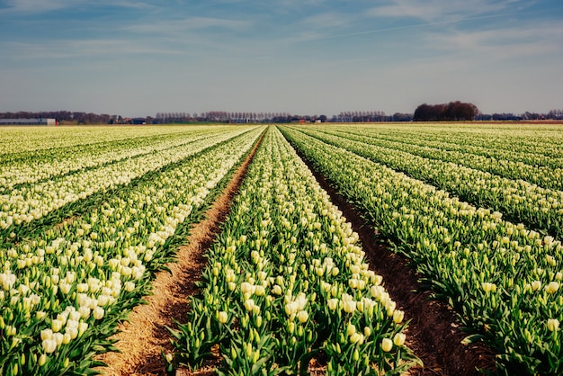 Champ de tulipes jaunes au coucher du soleil.