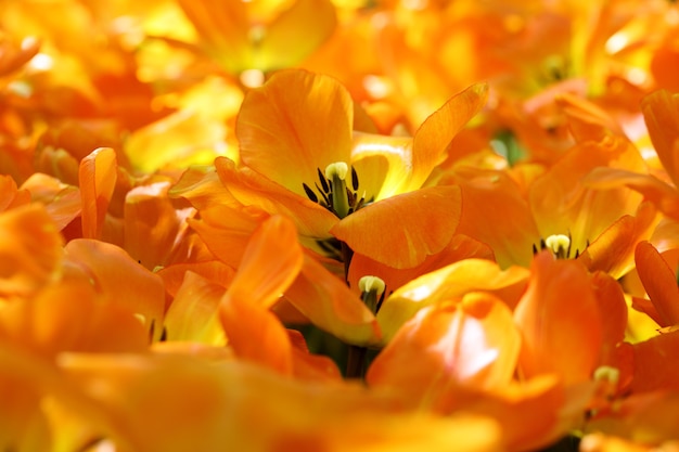 champ de tulipes jaunes en fleurs fond