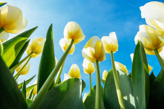 Champ de tulipes jaunes en Hollande