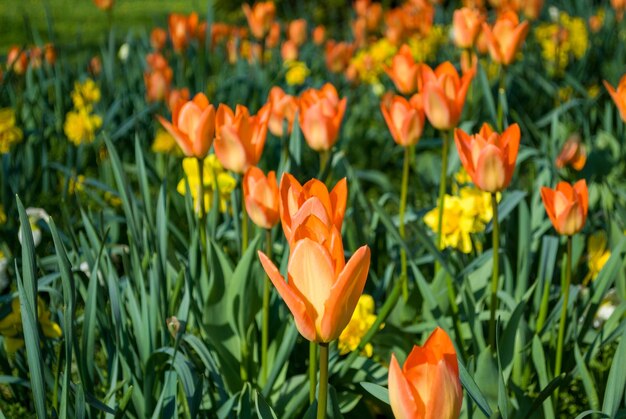 Photo un champ de tulipes jaunes avec une jaune au milieu.