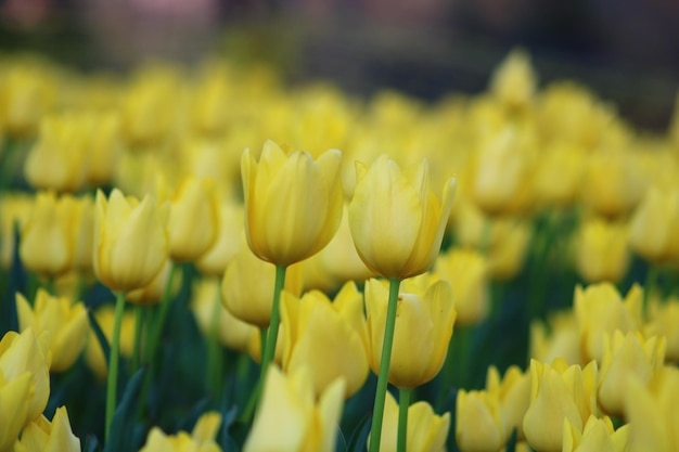 Un champ de tulipes jaunes avec le mot tulipes en bas.