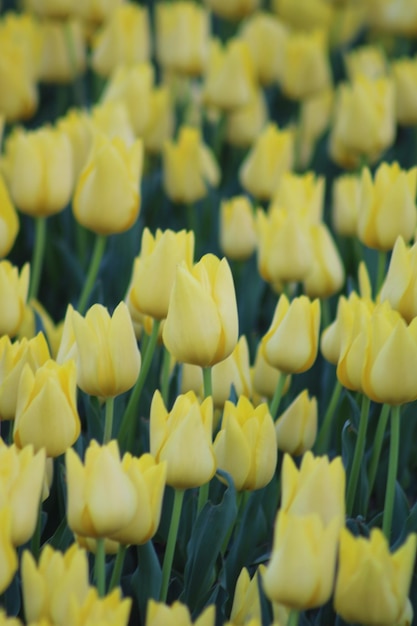 Un champ de tulipes jaunes avec le mot tulipes en haut Emirgan Grove Istanbul