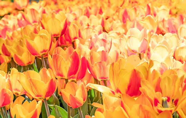 Champ de tulipes jaunes et rouges en fleurs