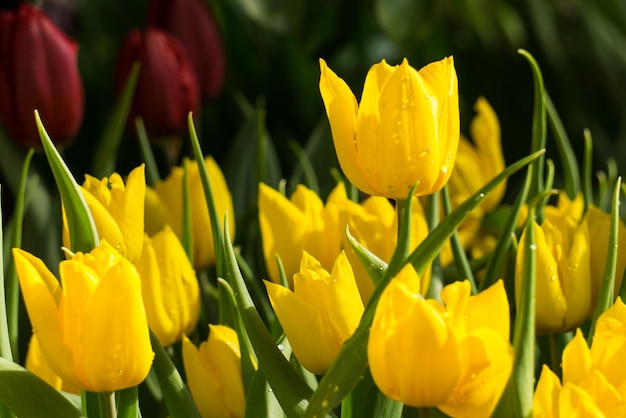 Un champ de tulipes jaunes