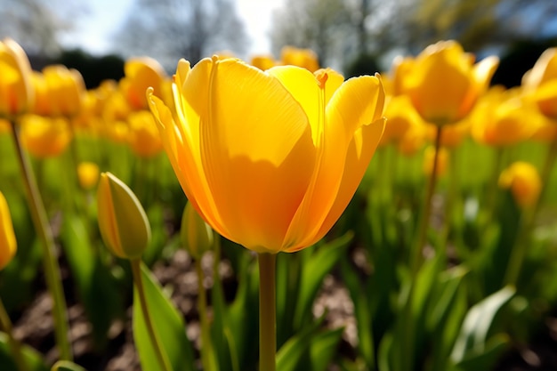 Un champ de tulipes jaunes