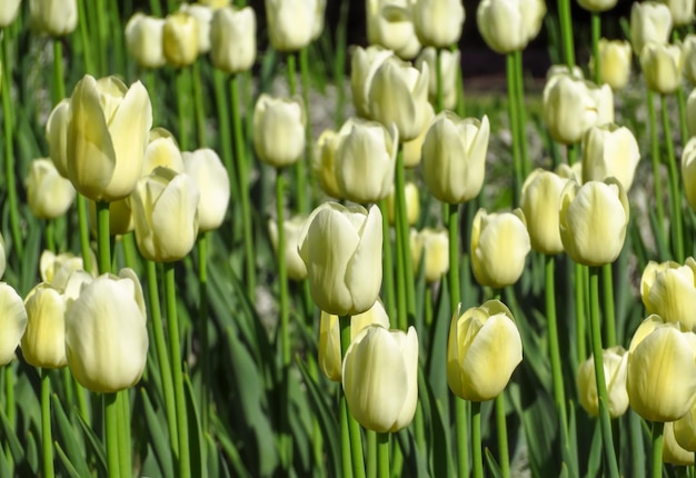 Champ de tulipes jaunes