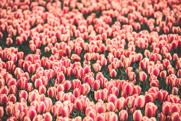 Champ de tulipes multicolores aux Pays-Bas