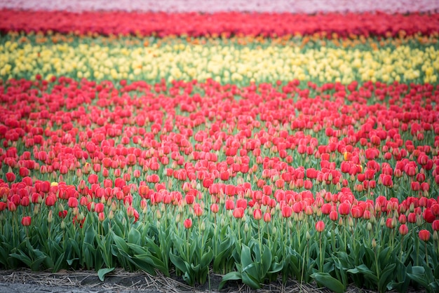 Champ de tulipes multicolores aux Pays-Bas