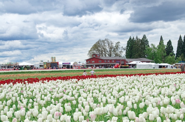 Champ de tulipes multicolores avec ciel nuageux