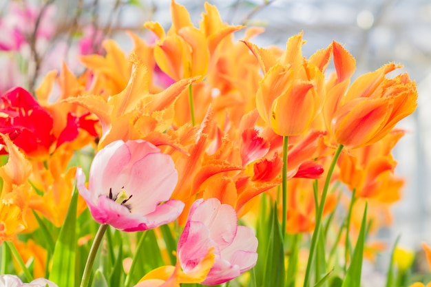 Champ de tulipes multicolores en fleurs, fleurs de printemps dans le jardin