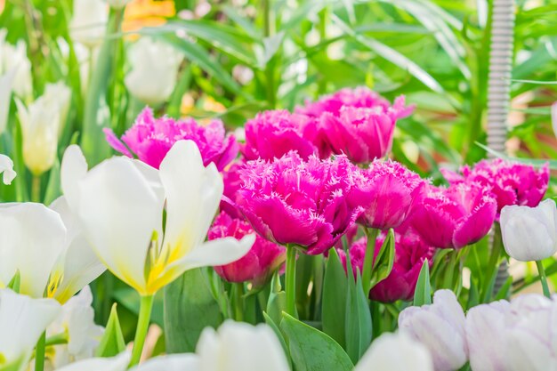 Champ de tulipes multicolores en fleurs