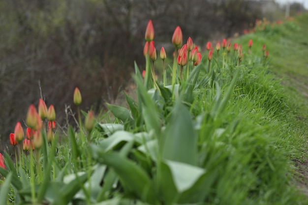 champ de tulipes multicolores motif de fleurs printanières