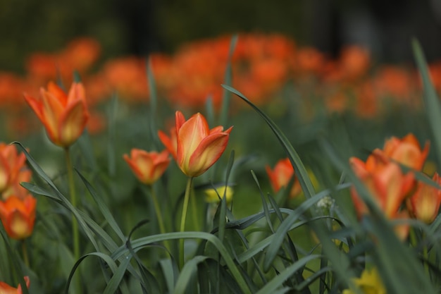 Photo champ de tulipes multicolores motif de fleurs printanières