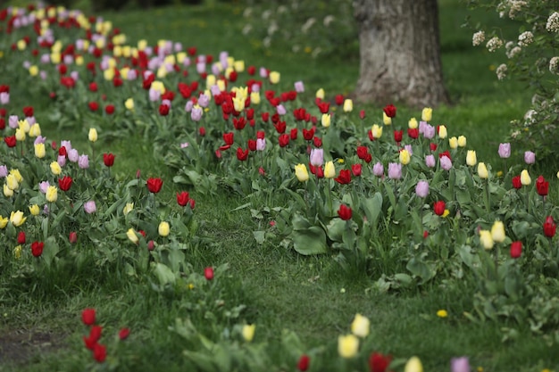 champ de tulipes multicolores motif de fleurs printanières